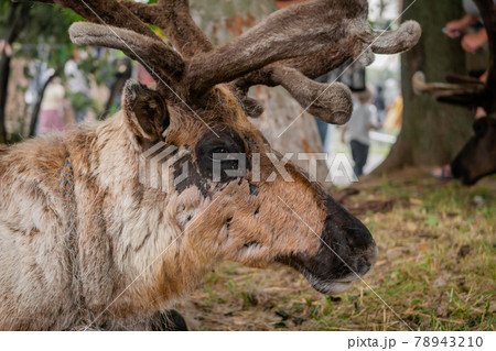 Portrait of sad brown siberian deer lying and resting at farm, zoo - close up 78943210