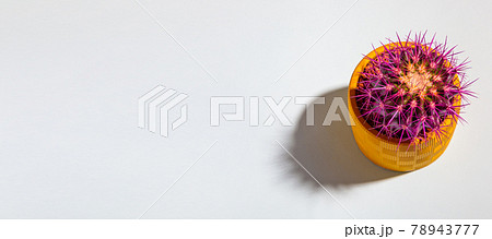 A round cactus with large purple thorns in a yellow pot. View from above. A round cactus with large purple thorns in a yellow pot. View from above. 78943777