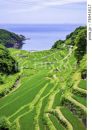 夏の緑が美しい浜野浦の棚田(佐賀県玄海町) 夏の緑が美しい浜野浦の棚田(佐賀県玄海町) 78943817