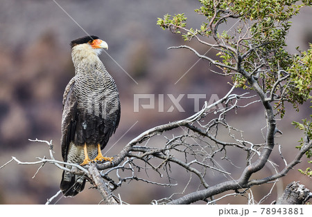 Southern crested caracara Southern crested caracara 78943881