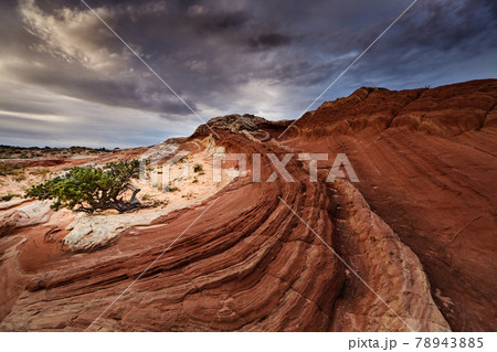 White Pocket, Arizona, USA White Pocket, Arizona, USA 78943885