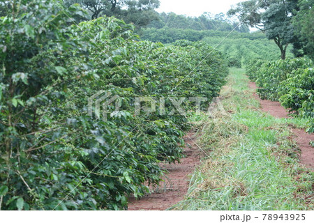 サンパウロ州にあるコーヒー農園 ブラジル サンパウロ州にあるコーヒー農園 ブラジル 78943925