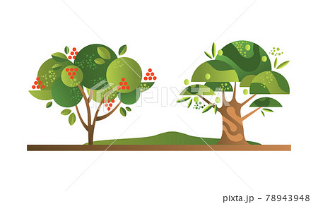 Set of Fruit Trees with Ripe Fruits, Rowan and Olive Orchard Tree Flat Vector Illustration Set of Fruit Trees with Ripe Fruits, Rowan and Olive Orchard Tree Flat Vector Illustration 78943948