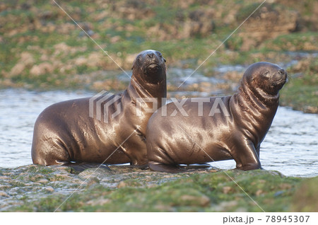 Sea Lion pup , Patagonia Argentina Sea Lion pup , Patagonia Argentina 78945307