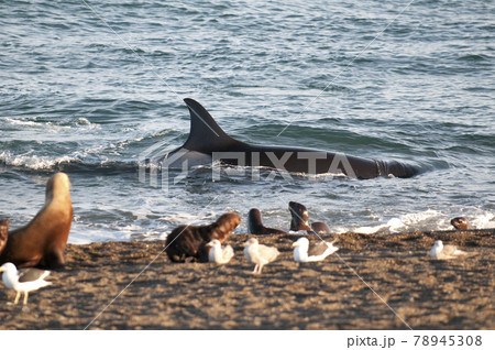 Orca attacking sea lions, Patagonia Argentina 78945308