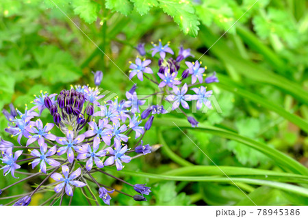 花が開くシラーベルビアナのイメージ素材 花が開くシラーベルビアナのイメージ素材 78945386
