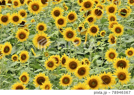 一輪の輝きがたくさん集まって大きな輝きに 78946367