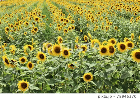 地平線まで続いているような広大なひまわり畑 78946370
