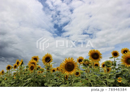 青空と白い雲とひまわりの花は夏の定番 78946384