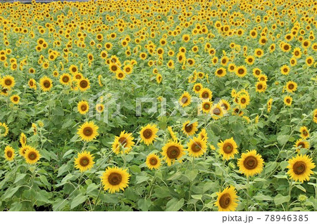 幾何学模様のような一面のひまわりの花 幾何学模様のような一面のひまわりの花 78946385
