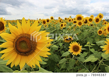 ポジティブなイメージの向日葵の花 78946387