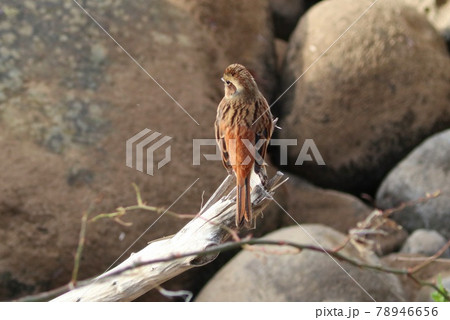 ホオジロ 野鳥 メス 丸石の河原にて ホオジロ 野鳥 メス 丸石の河原にて 78946656