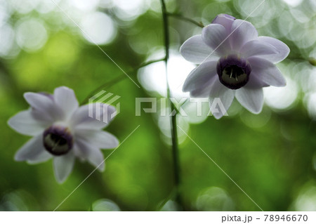 ひっそりと下を向いて咲くレンゲショウマの花 ひっそりと下を向いて咲くレンゲショウマの花 78946670