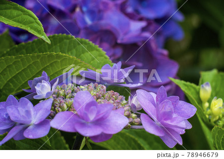 発色の優れた旧東独のレンズをSonyのカメラに付けて撮った紫陽花の花 78946679