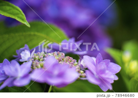 発色の優れた旧東独のレンズをSonyのカメラに付けて撮った紫陽花の花 78946680