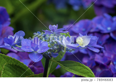 発色の優れた旧東独のレンズをSonyのカメラに付けて撮った紫陽花の花 78946683