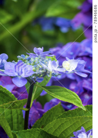 発色の優れた旧東独のレンズをSonyのカメラに付けて撮った紫陽花の花 発色の優れた旧東独のレンズをSonyのカメラに付けて撮った紫陽花の花 78946686