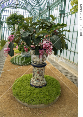 Belgium, Brussels, Medinilla magnifica at the royal greenhouses of Laeken Belgium, Brussels, Medinilla magnifica at the royal greenhouses of Laeken 78946809