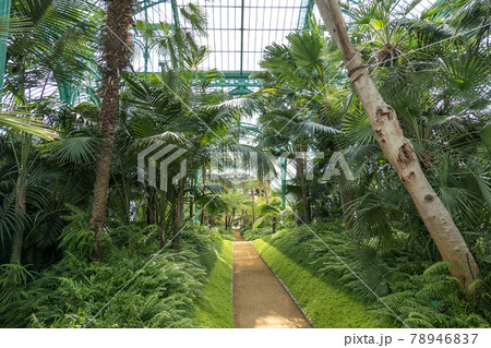 Belgium, Brussels, alley in the Congo greenhouse Belgium, Brussels, alley in the Congo greenhouse 78946837