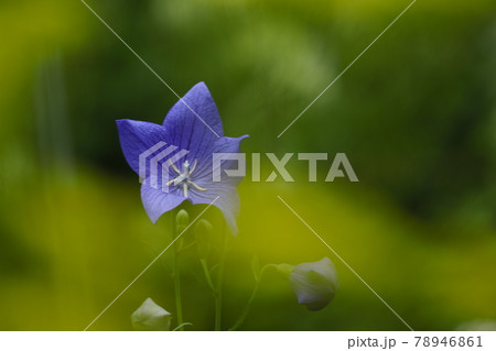 Balloon flowerと呼ばれる上品な紫色の桔梗 78946861