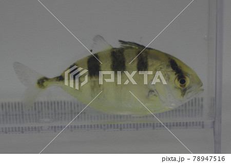 ギンガメアジ 78947516
