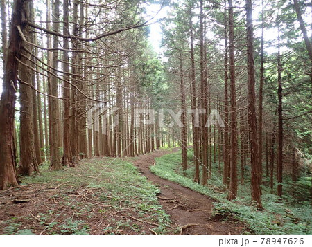 梅雨時のとある登山道2 78947626