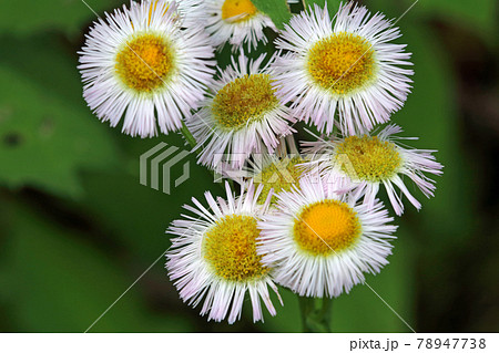 花弁が細いハルジオンの花 福島県只見町の写真素材 花弁が細いハルジオンの花 福島県只見町の写真素材