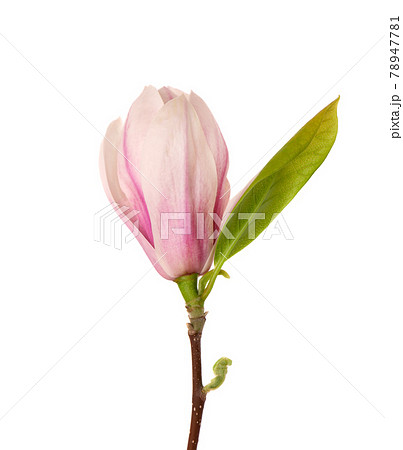 Magnolia flower isolated on white background. Beautiful spring flowers. Magnolia flower isolated on white background. Beautiful spring flowers. 78947781