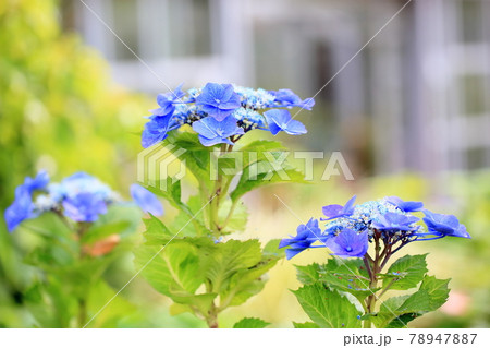 ガクアジサイの花 ガクアジサイの花 78947887
