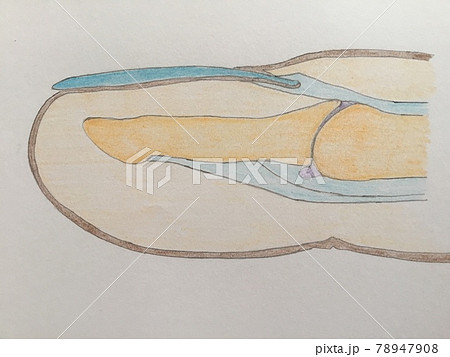 爪解剖 イラスト – 爪構造と名称 – SNERO
