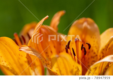 オレンジ色のユリの花のクローズアップ 78947959