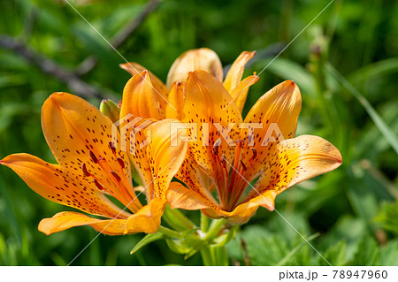 オレンジ色のユリの花　エゾスカシユリ 78947960
