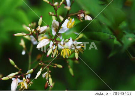 ナンテンの花 ナンテンの花 78948415