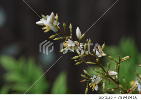 ナンテンの花 ナンテンの花 78948416