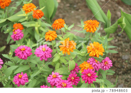 Common zinnia Flower fields have a path in the middle. 78948603