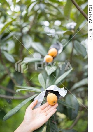 枇杷狩りを楽しむ女性 78948701