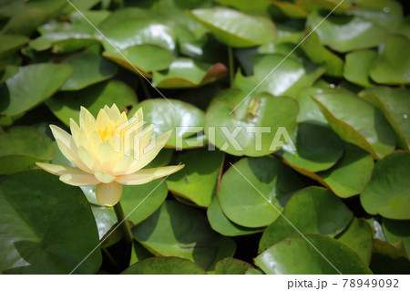 beautiful waterlily or lotus flower in pond 78949092