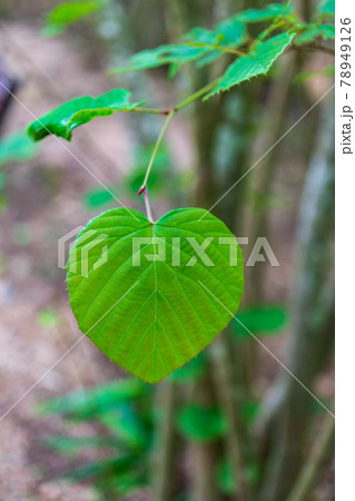 ハート型の葉 78949126