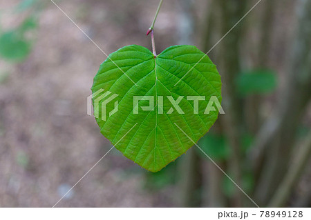 ハート型の葉 78949128