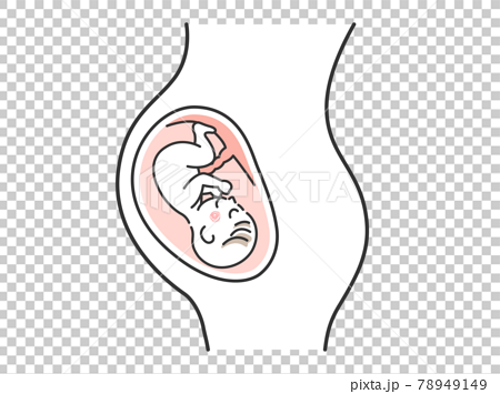 お腹の中にいる赤ちゃんのイラストのイラスト素材