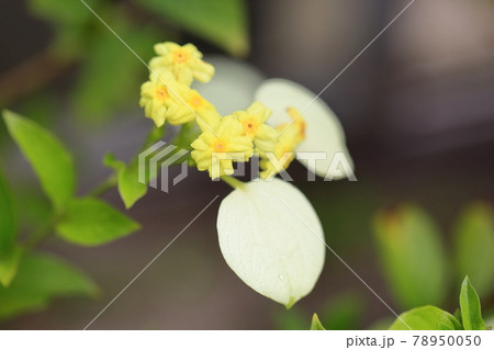 コンロンカの花 コンロンカの花 78950050