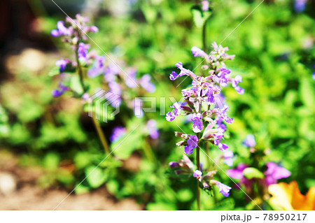 キャットミントの花 キャットミントの花 78950217