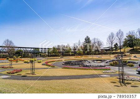 鳥取県 春のとっとり花回廊 霧の庭園 鳥取県 春のとっとり花回廊 霧の庭園 78950357