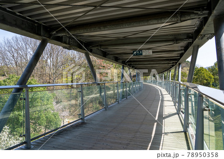 鳥取県 春のとっとり花回廊 ウッドデッキが続く展望回廊 鳥取県 春のとっとり花回廊 ウッドデッキが続く展望回廊 78950358