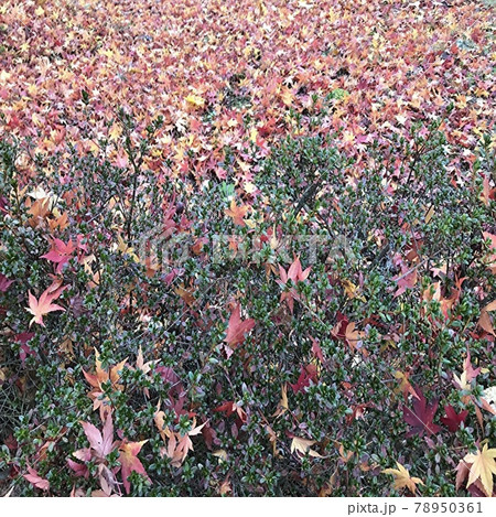 美しい紅葉の落ち葉の絨毯の風景 78950361