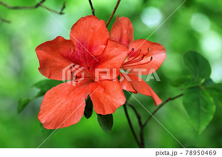 ブナ林内に咲く遅咲きのヤマツツジ－癒しの森　福島県只見町 78950469