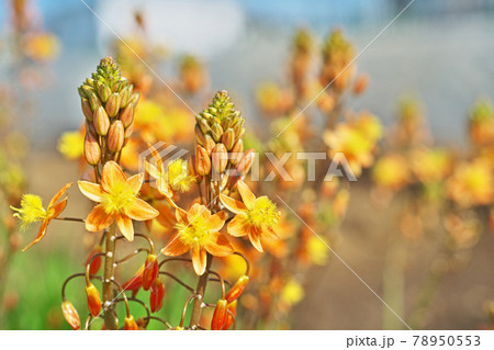 オレンジ色の花アロエの花と蕾 78950553