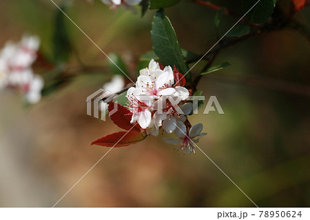 white small flower in village thailand 78950624