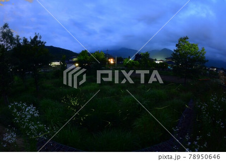 北杜市白州町、梅雨空にホタル舞う。(ほたる親水公園にて・比較明合成) 北杜市白州町、梅雨空にホタル舞う。(ほたる親水公園にて・比較明合成) 78950646