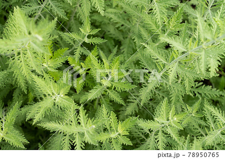 俯瞰で見たハーブの葉　（6月）　ロシアンセージ 78950765